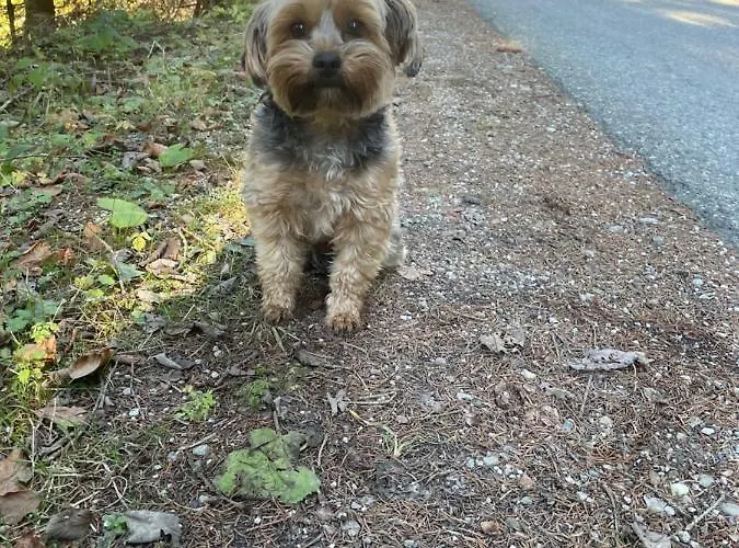 Apartma Odklop Rogla דירה